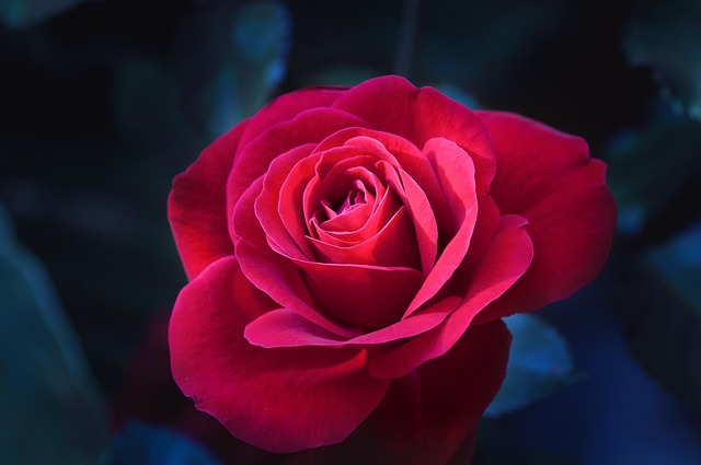 魔法のかかったバラを思わせる真紅のバラのイメージ